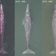 Since 2017, grey whale populations have been thinner and dying at higher rates.
